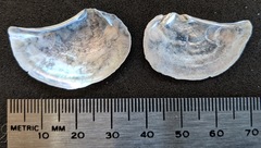 Heteroclidus punctatus