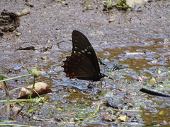 Papilio menatius victorinus
