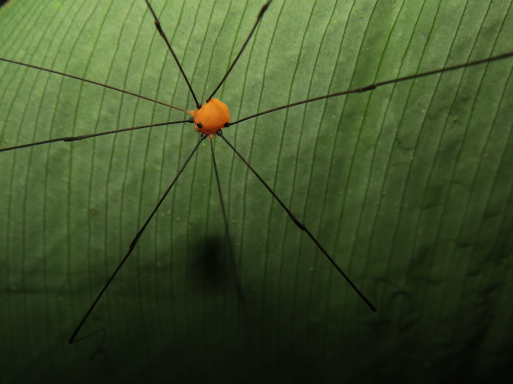 daddy longlegs