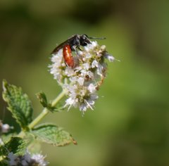 Sphecodes albilabris
