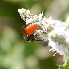 Sphecodes albilabris