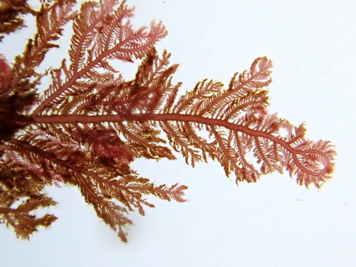 Plumaria plumosa observed 2025-02-04