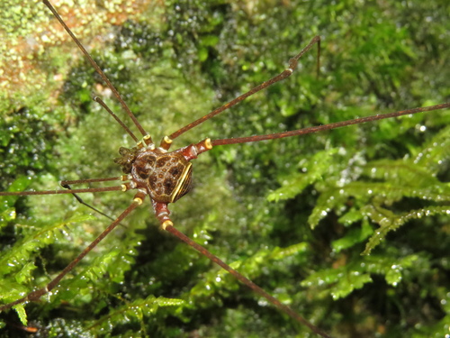 daddy longlegs