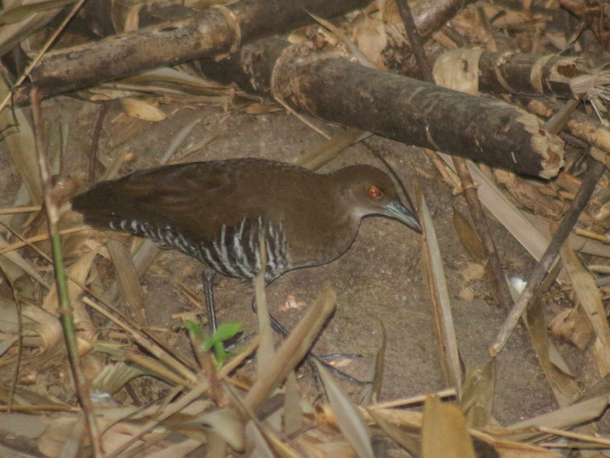 Slaty-legged Crake (Rallina eurizonoides), photo 6