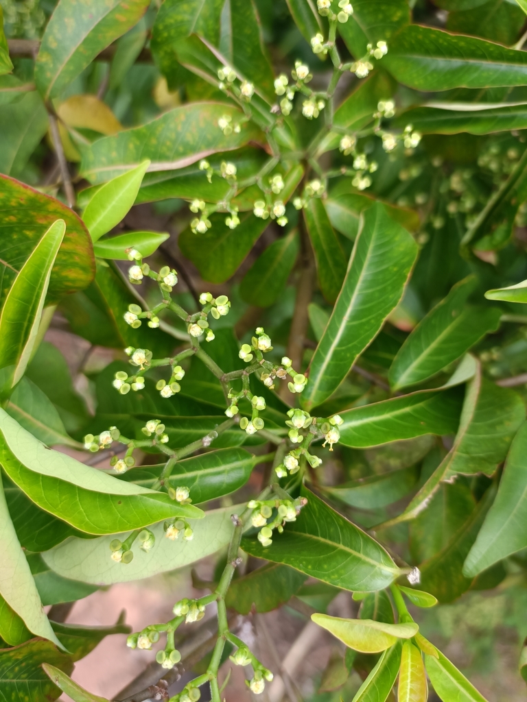 Pachysanthae