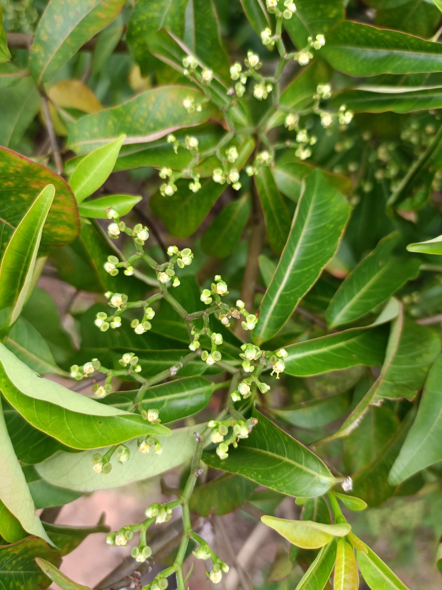 Euphorbia elastica