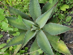 Agave inaequidens