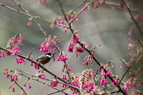 Chestnut-bellied Tit (Sittiparus castaneoventris), photo 10