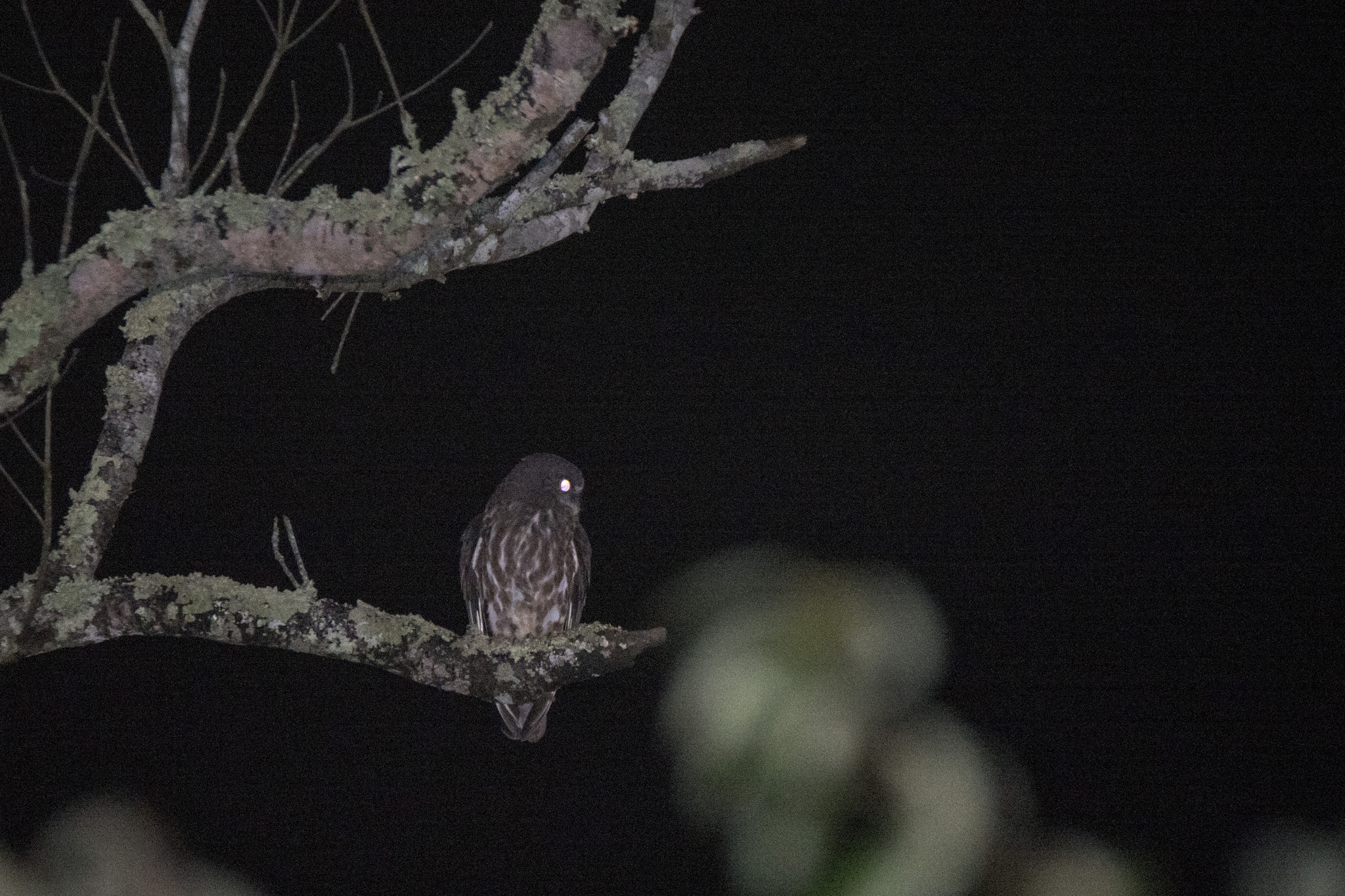 Northern Boobook (Ninox japonica), photo 4