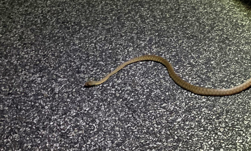 Brown Tree Snake sighting