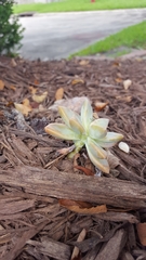 Graptopetalum