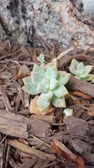 Graptopetalum