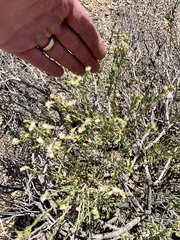 Menodora scabra