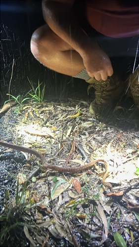 Brown Tree Snake sighting