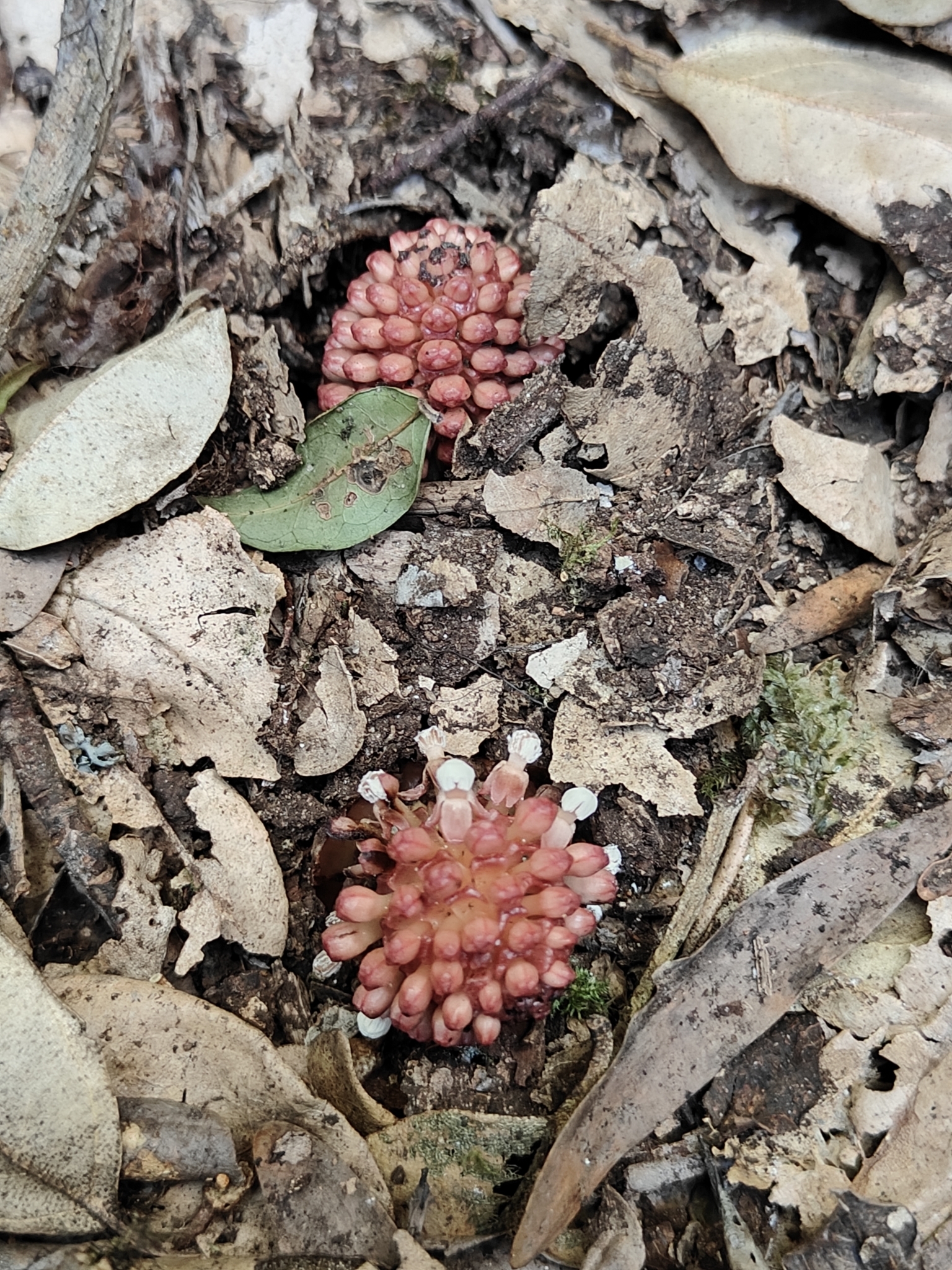 Imagem de Flor-de-cera