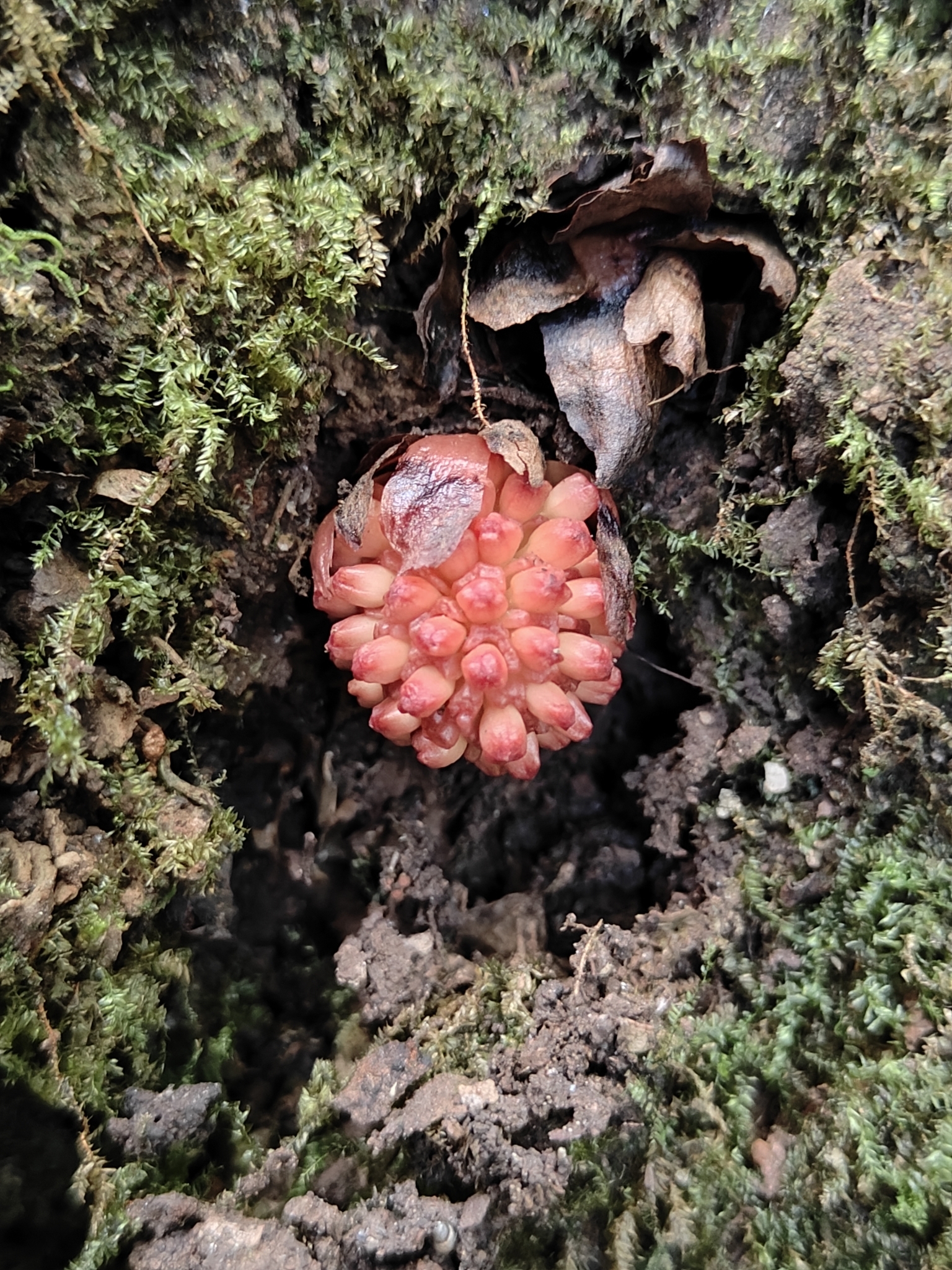 Imagem de Flor-de-cera