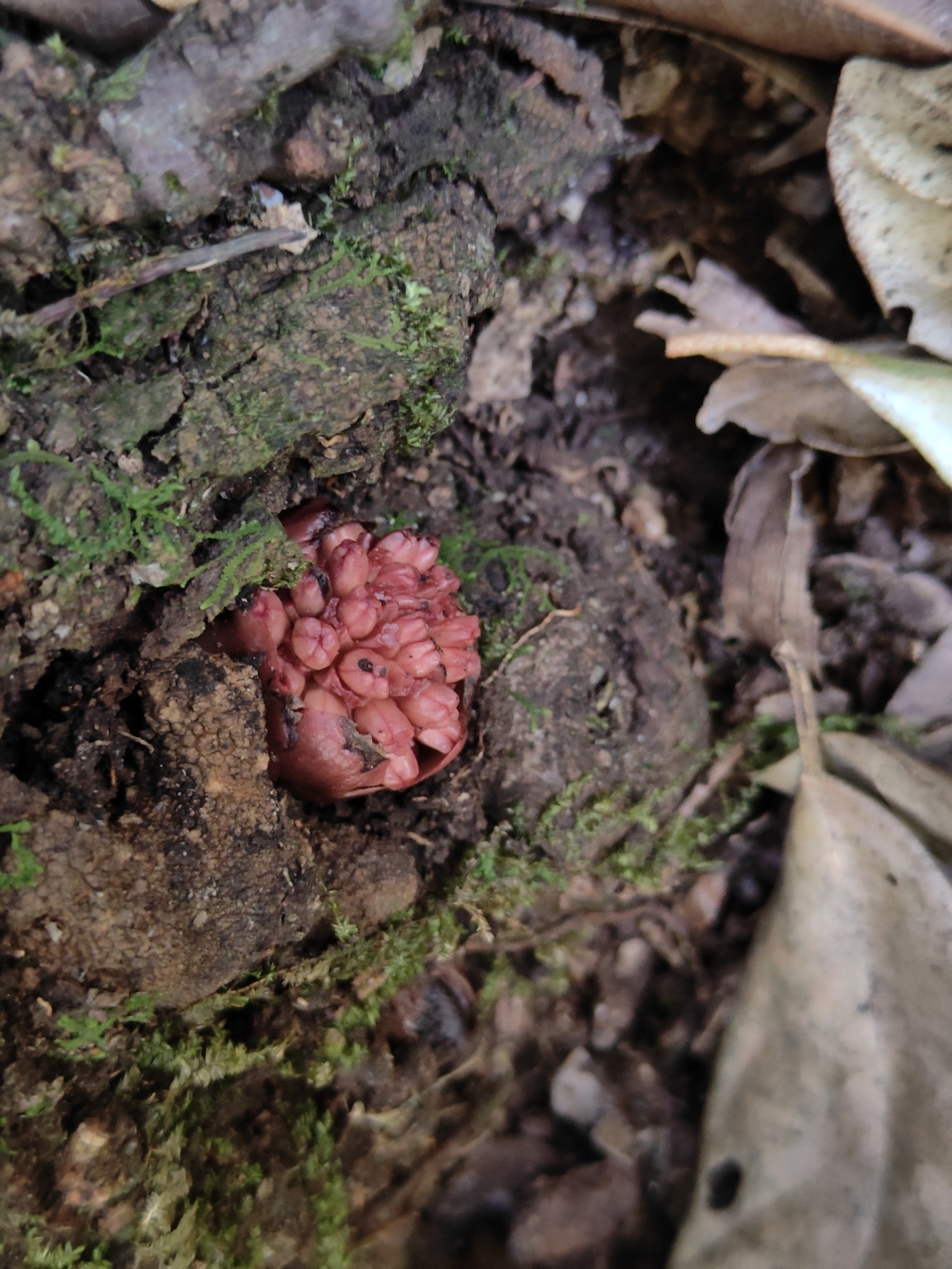 Imagem de Flor-de-cera