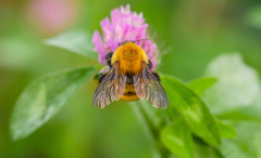 Bombus opulentus