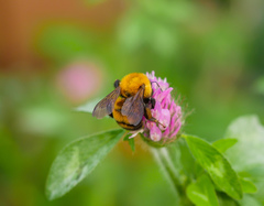 Bombus opulentus