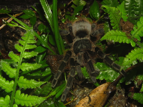 Vitalius lucasae