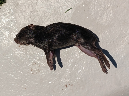 Lowland Yellow-toothed Cavy