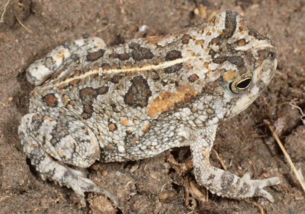 Kavango Toad