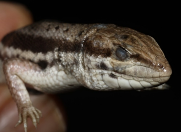 Caprivi Rough-Scaled Lizard photo 6