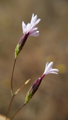 Lessingia micradenia micradenia