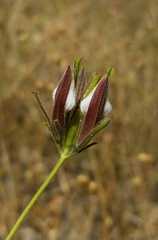 Cordylanthus pilosus pilosus