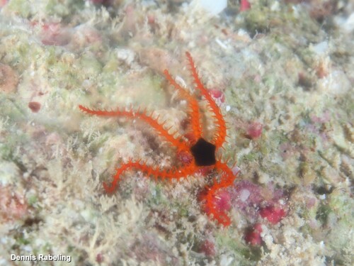 Ophiothrix angulata observed 2025-01-24