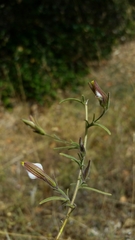 Cordylanthus pilosus pilosus