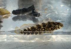 Chasmodes bosquianus