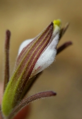 Cordylanthus pilosus pilosus