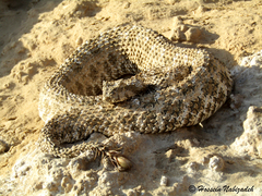 Iranian Spider-Tailed Viper photo 5