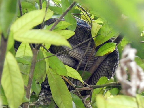 Australian Scrub Python sighting