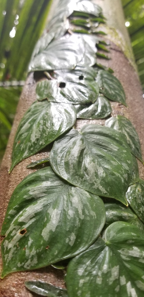 philodendrons (genus)