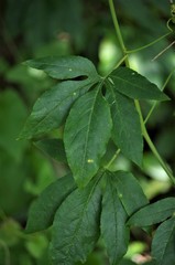 Passiflora incarnata × cincinnata