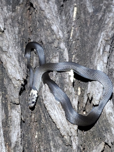 Pale-headed Snake sighting