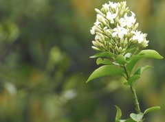 Melodinus suaveolens