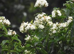Melodinus suaveolens
