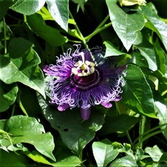 Passiflora incarnata × cincinnata