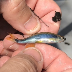 Pteronotropis hypselopterus