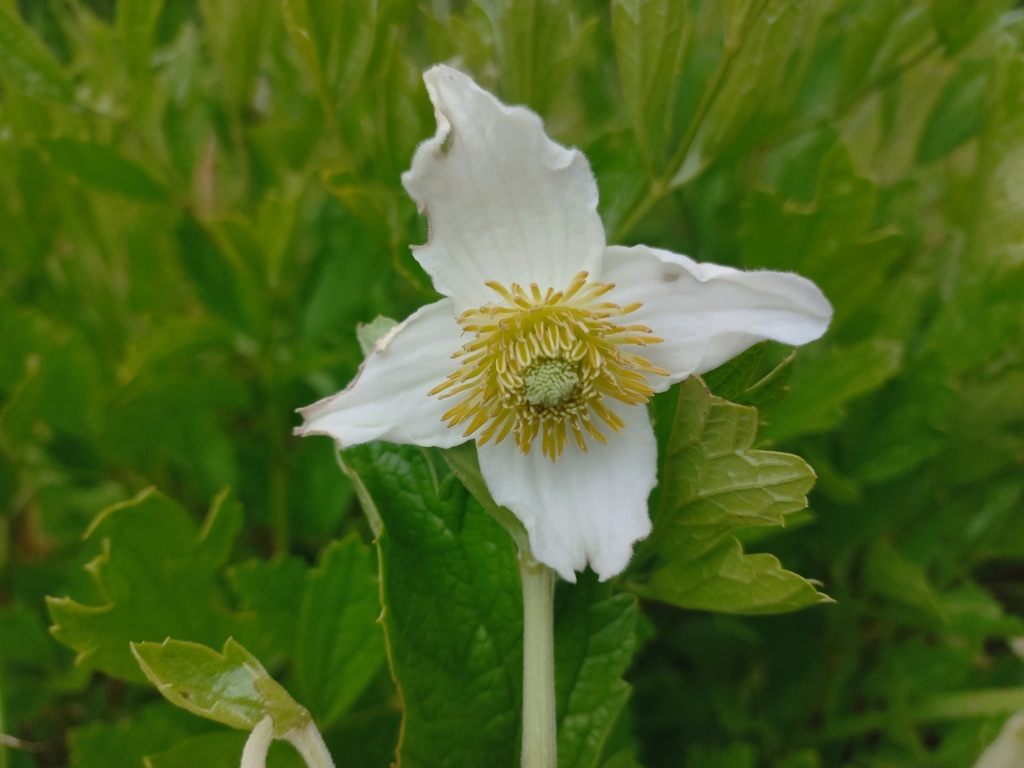 Clematis chrysocarpa