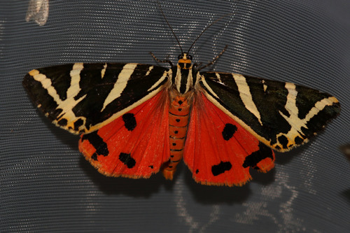 Jersey Tiger, photo 9 of 9