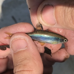 Pteronotropis hypselopterus