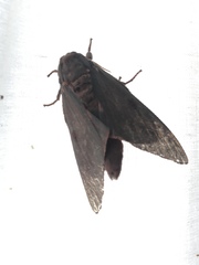 Citheronia sepulcralis