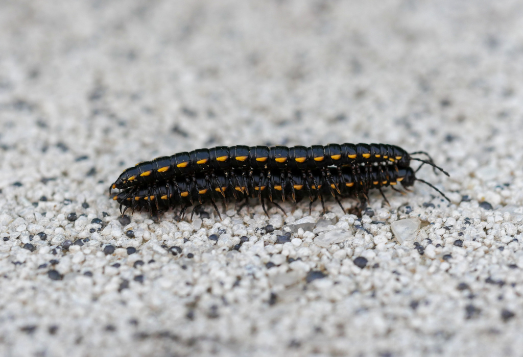 Orthomorphella pekuensis