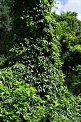 Passiflora incarnata × cincinnata