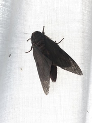 Citheronia sepulcralis