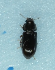 Orthocis